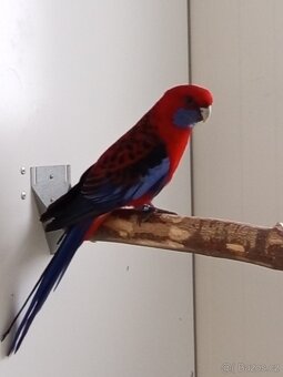 Rosela penant-chovný pár 2023 - 2