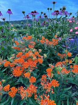 Trvalky (Klejicha - semena) - 2