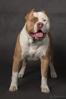 American bully - krytí - 2