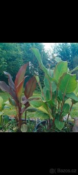 Kana dosna 'Musifolia' největší kultivar - 2