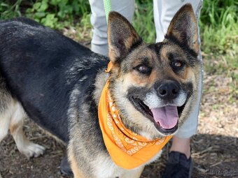 JULLY K ADOPCI - krásná mladá přátelská NO - 2