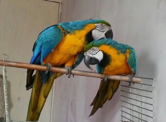Modrozlatí papoušci arové připraveni na nový domov. - 2