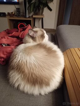 Kocour Ragdoll s PP, 3letý, zdravý, čistotný, mazlivý, kastr - 2