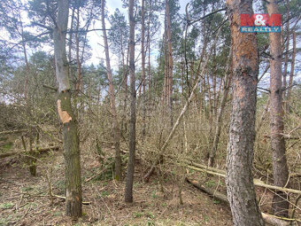Prodej lesa, 2084 m², Slavičky - 2