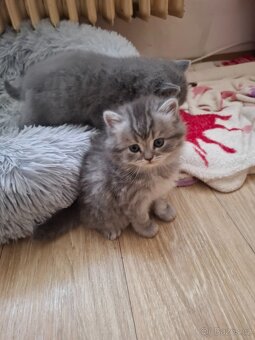 Britska modra whiskas - 2