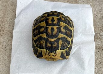 Testudo Hermanni Hermanni - 2