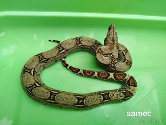 Hroznýš Královský (boa constrictor) - 2