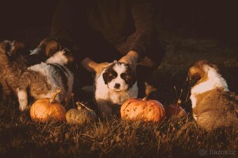 Moskovský strážny pes – šteniatka s PP (Abakter) - 2