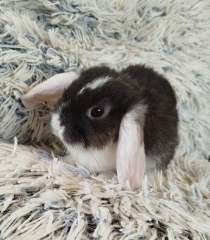 Minilop - anglický zakrslý beránek s VP - 2