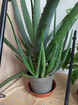 Aloe vera - 2