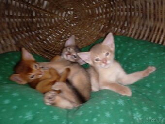 Habešská koťátka - 2