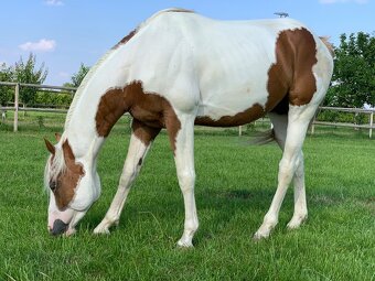 Predám 10 ročného žrebca Paint Horse - 2
