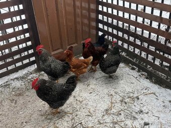 Prodám kohouty - 2