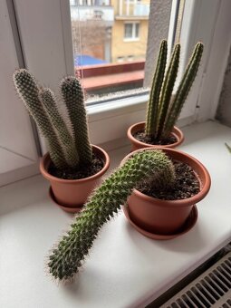 Sada tří kaktusů - 2