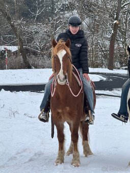 WPBR kobyla i pro začátečníky - 2