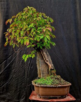 Bonsaj, Bonsaj - Prisavnik ..Top - 2