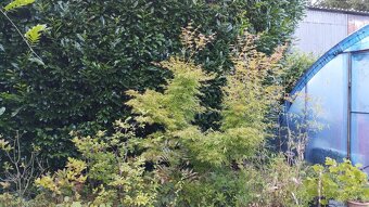 BOBKOVIŠEŇ - stále zelený plot - 2