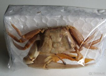 Krab houslista - 2