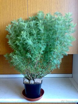 Pelyněk brotan - Artemisia abrotanum - zakořeněné řízky - 2
