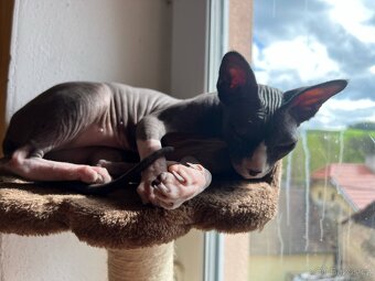 Kanadský sphynx - 2