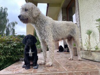 Komondor křížený s Německým ohařem - 2