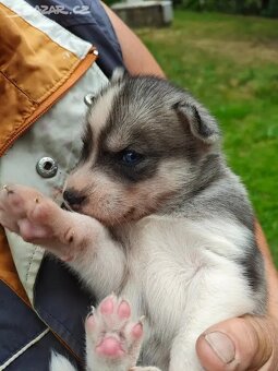 šteně sibiřského huskyho - 2
