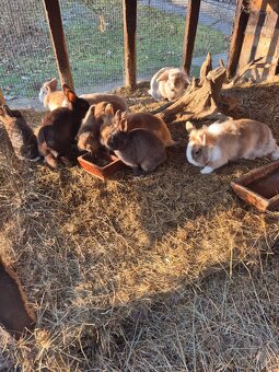 Zakrslý králíķ - 2