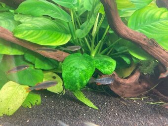 Dánio perlové (Danio margaritatus, Microrasbora Galaxy) - 2