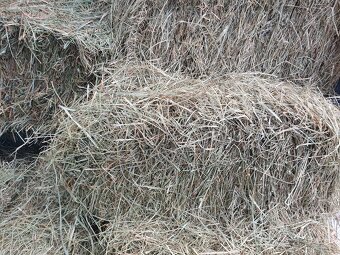 Ekologické seno malé balíky + DOPRAVA - 2