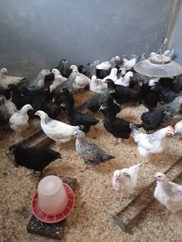 Slepičky dominant - 2