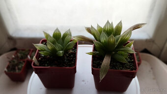 Haworthia cooperi "Sabita" ( sukulent ) - 2
