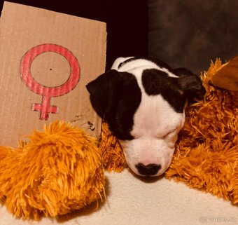 Americký stafordšírský teriér bez pp - 2