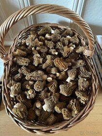 Houby -kačenka česká - 2