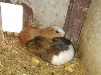 Prodám Cuy morčata - 2