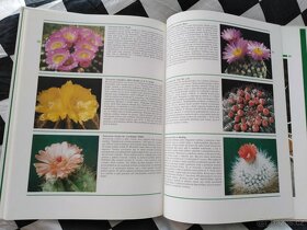 Kniha Všechno o kaktusech - 2