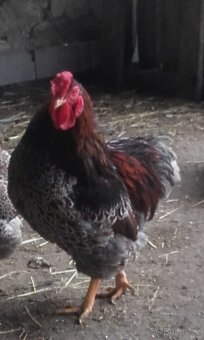Wyandotka zdrobnělá - 2
