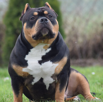American bully pocket tricolor - krytí - 2