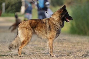 Belgický ovčák Tervueren - štěňátka s PP /březost potvrzena/ - 2