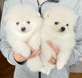 Štěňata pomeranian - 2