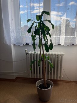 Prodám pokojovou juku - 2