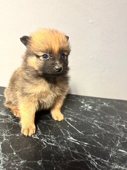 Pomeranian bez pp - 2