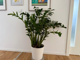 Zamioculcas pokojová rostlina - 2