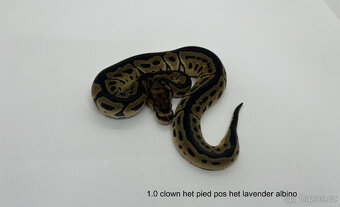 Krajta královská (Python regius) - 2