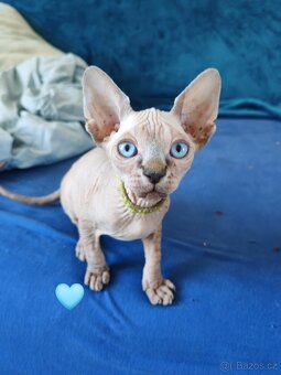 Sphynx - 2