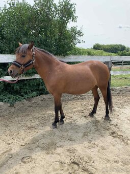 Prodám 7 letou klisnu pony - 2