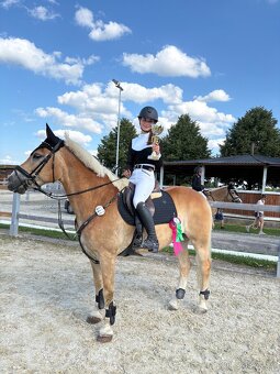 13 lety Hafling - Pony B - 2