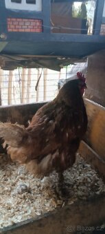 vynesené slepice - 2