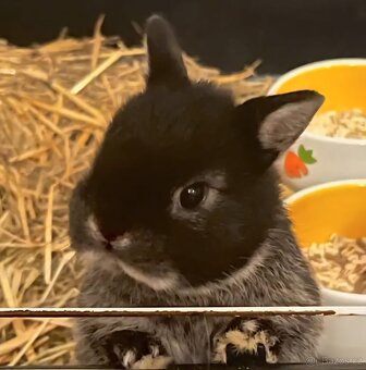 Zakrslý králík bilopesikatý černý - 2