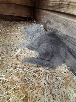 Sibiřská kočka modrá koťátka - 2