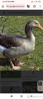 Husa landenske a Pomořanska vz - 2